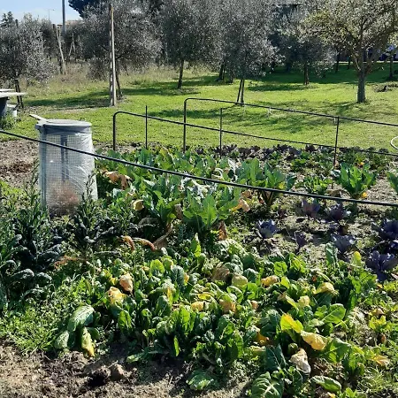 The Orchard House * Castiglione del Lago